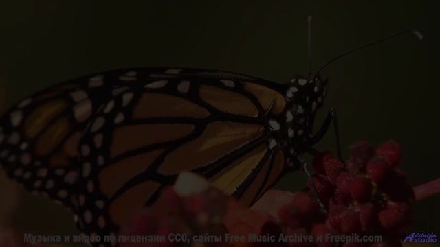 Песня, которая начинается с 'а давай поедем туда, где нас нет' - Lantern Music -- A. A. Aalto -- Fes