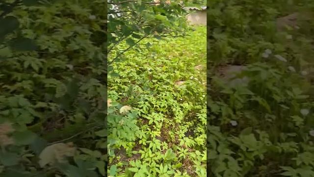 31.05 и 01.06.2025г борьба с травой, дожди, ремонт забора