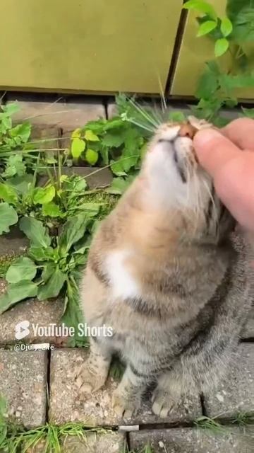 Хорошо погреться на солнышке, может и вкусняшками угостят 🐱 🐟 🥛 🍤