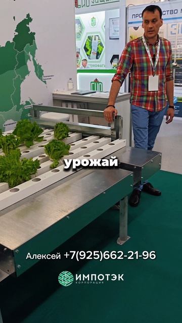 Выращивание салата на салатной линии