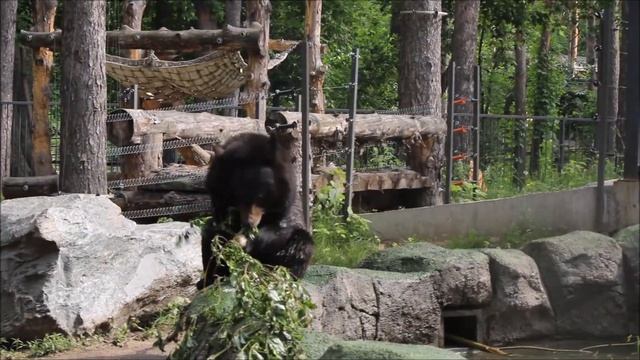 Дуся с веточкой поиграла и пошла в бассейн с Фимой 11.06.2025
