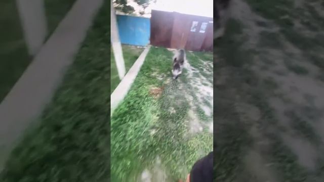 Типичный свинобоевик, когда его выпустили из ТЦК на прогулку
