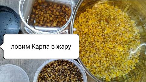 Лучшая прикормка на карпа в жару — чем прикармливать карпа летом, чтобы точно клевал