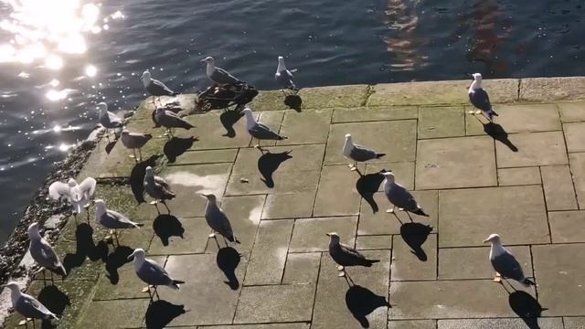 ==   Птичий рынок в Лиссабоне под мостом (14)==6