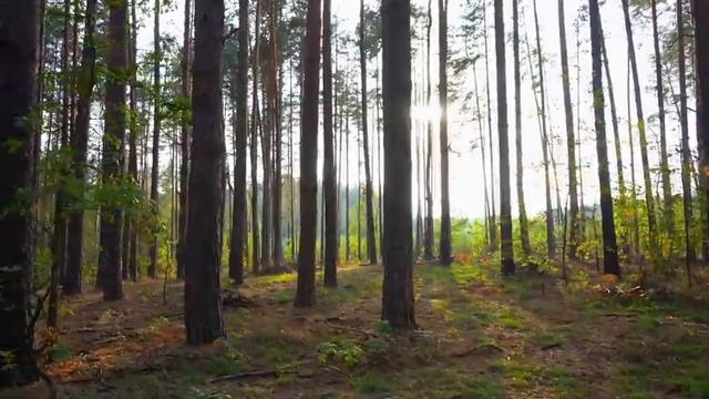 Тайны ночных обитателей природы, смотри