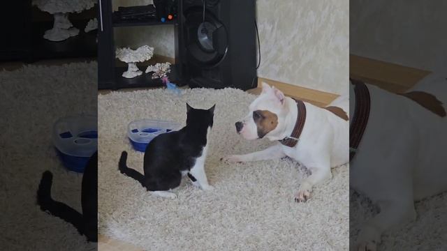 котэ Василий и Амстафф Тэфи