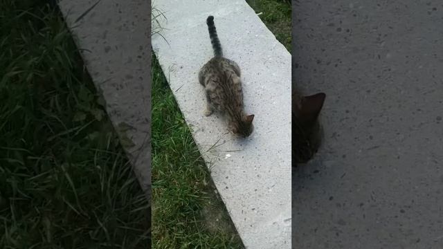 Крымский кот