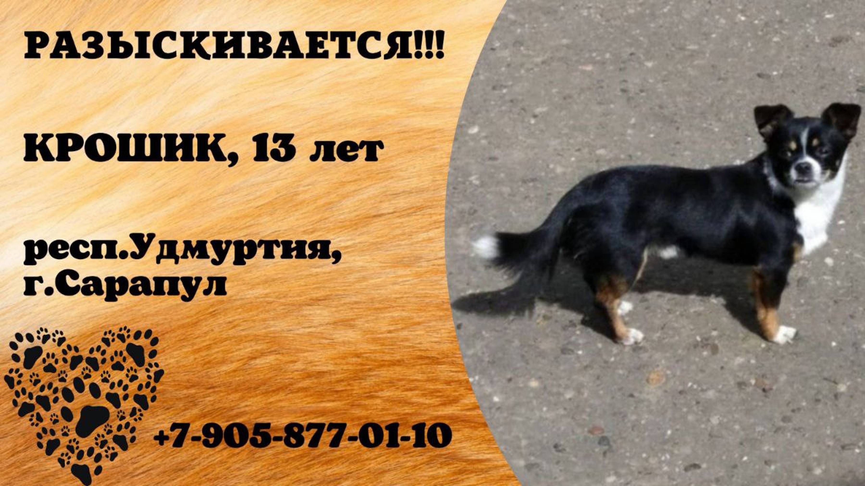 Пропала собака! КРОШИК. 13 лет. респ. Удмуртия, г. Сарапул