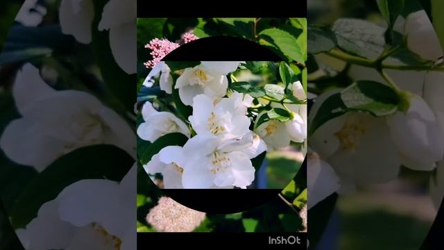 16 июня. утренняя цветочная прогулка