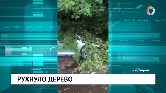Рухнуло дерево