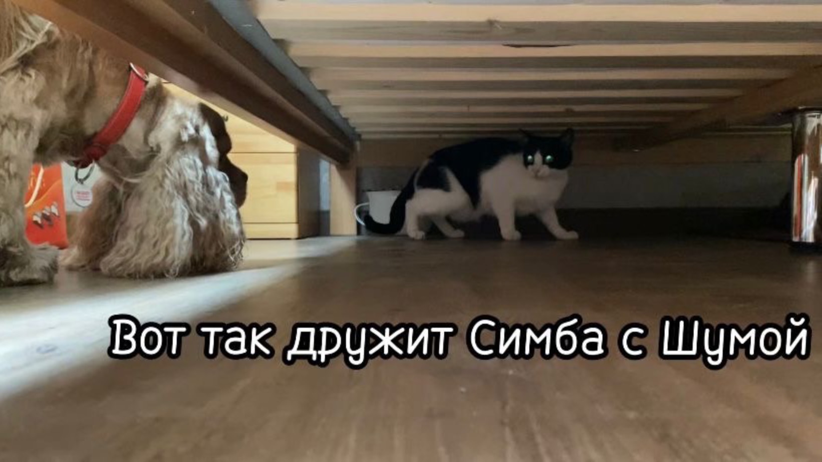 Вот так дружит Симба с Шумой