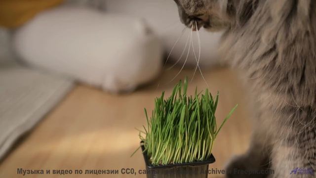 Музыка касается души мягче любого прикосновения - The Plug -- Kirk Osamayo -- Season Two (BLUE)