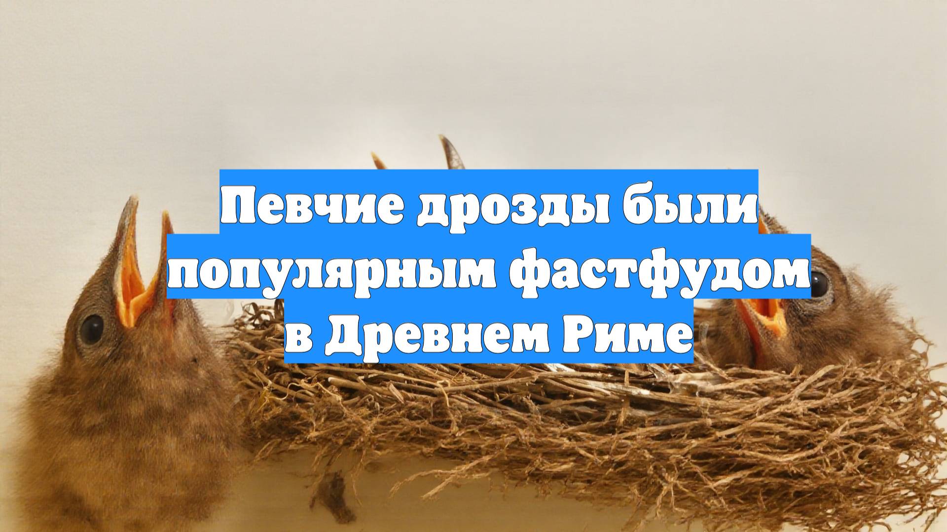 Певчие дрозды были популярным фастфудом в Древнем Риме