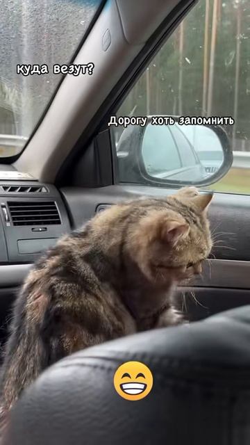 Котэ первый раз в такси