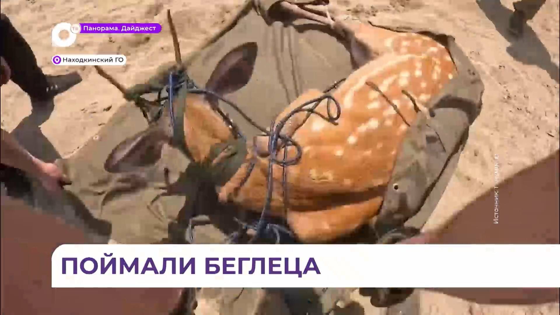 В поселке Козьмино заметили пятнистого оленя