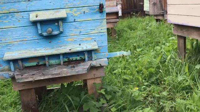 ОБЛЕТ МОЛОДЫХ ПЧЕЛ 15 ИЮНЯ
