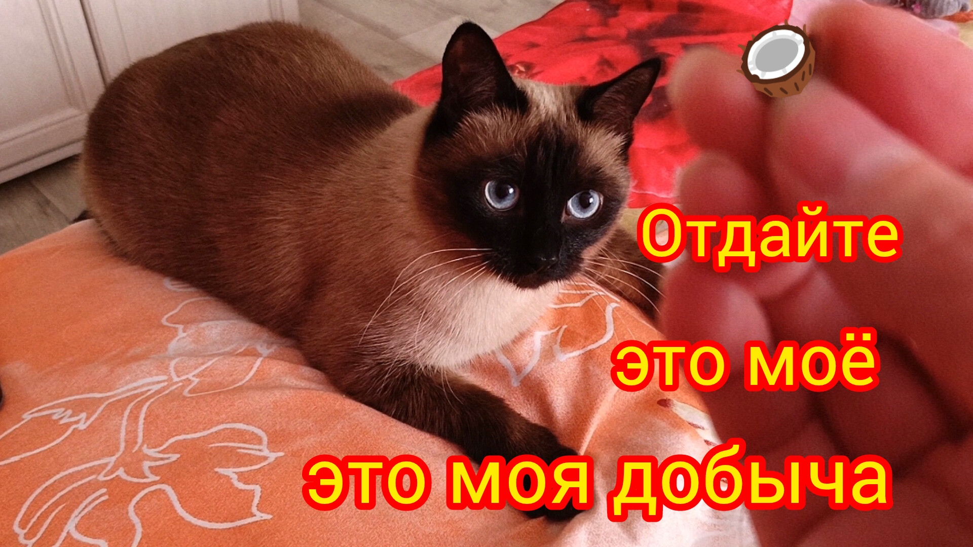 У кошки🐱Ладушки🥥добыча😂 #смешныекоты #котики #прикольные котики #симпатичная кошечка