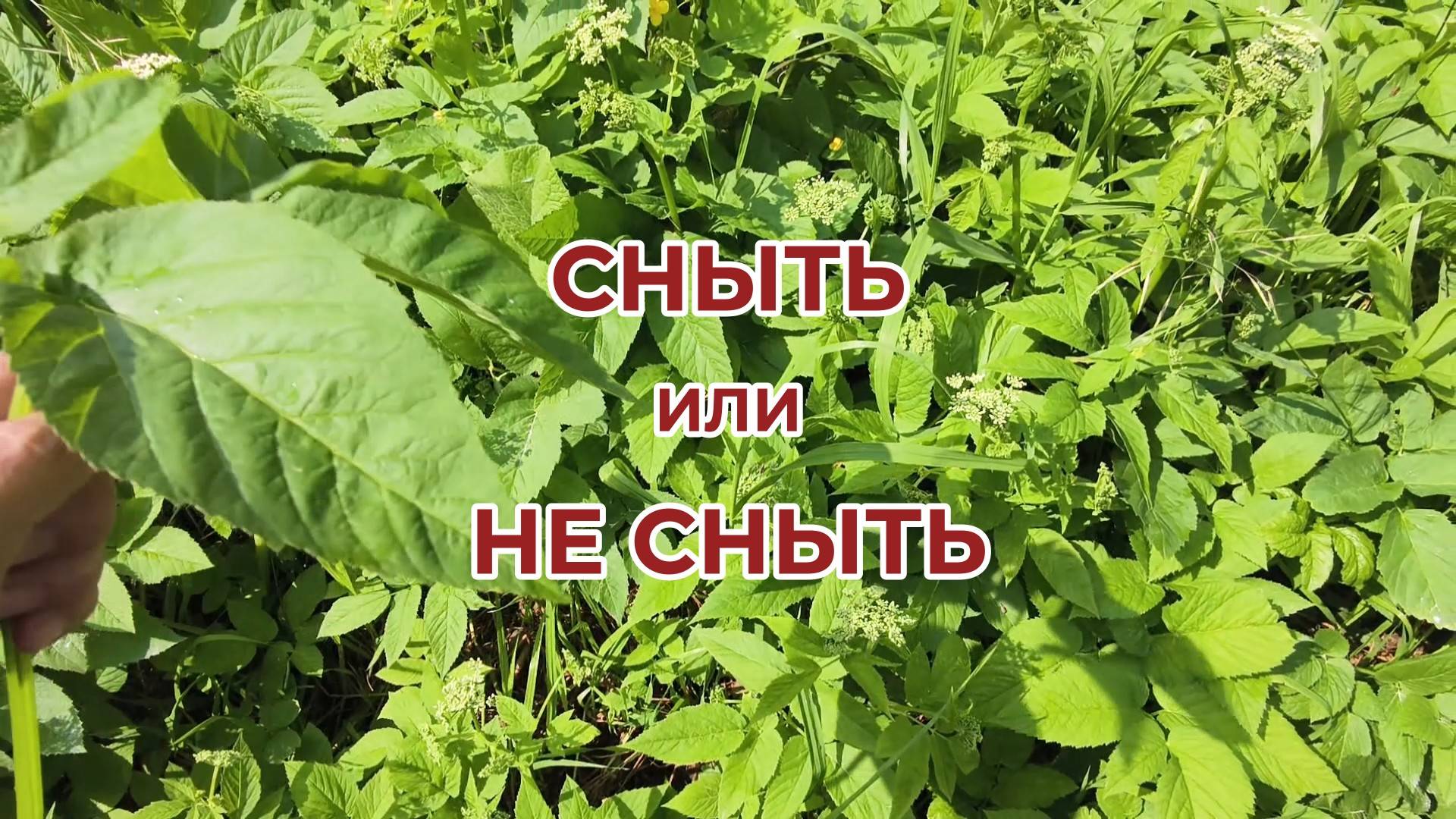 На даче у Андрея. Что за трава