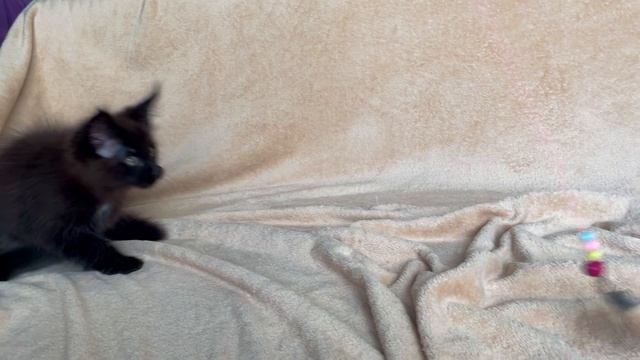 Чёрный кот
