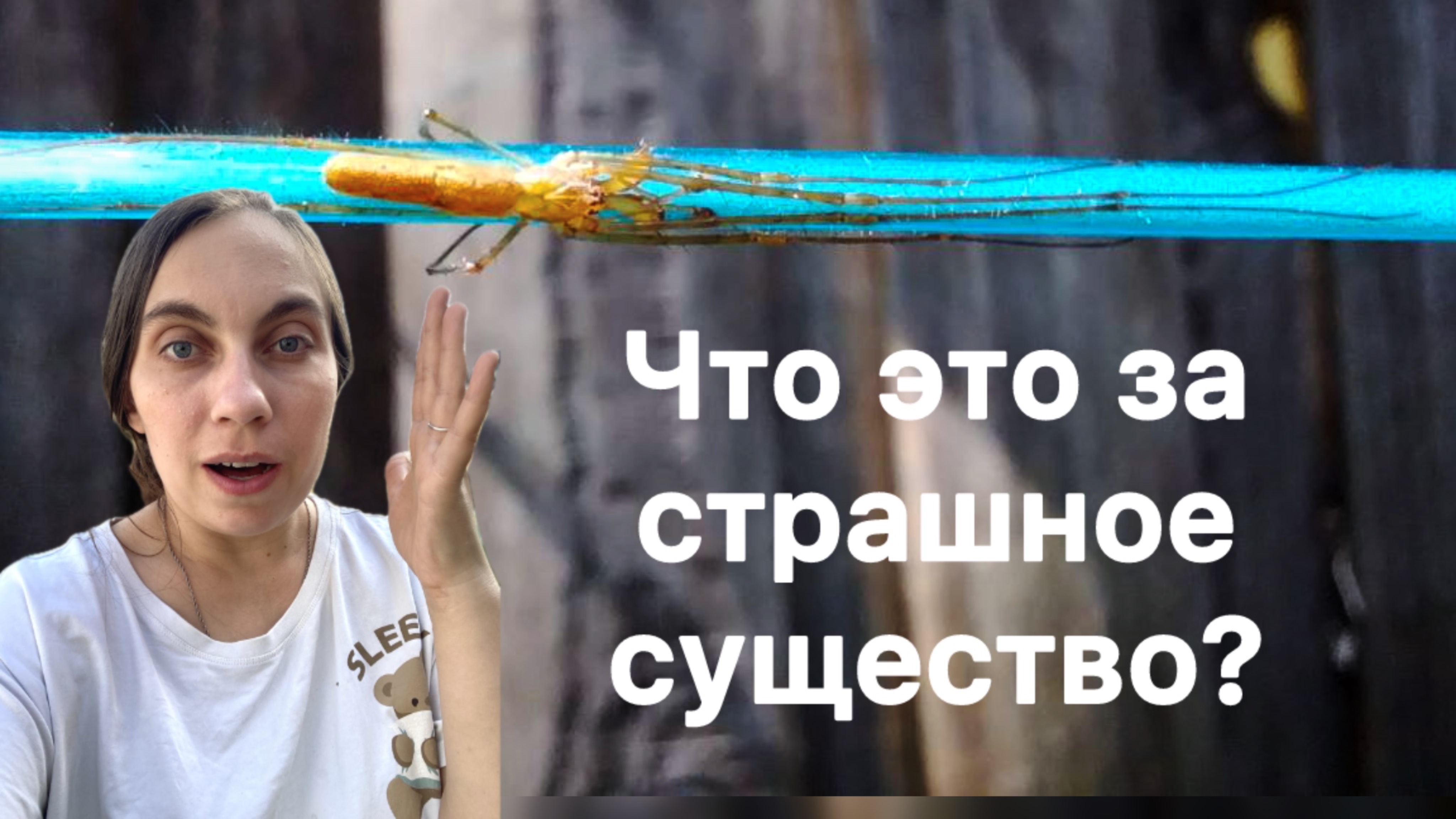 Кто знает, что это?