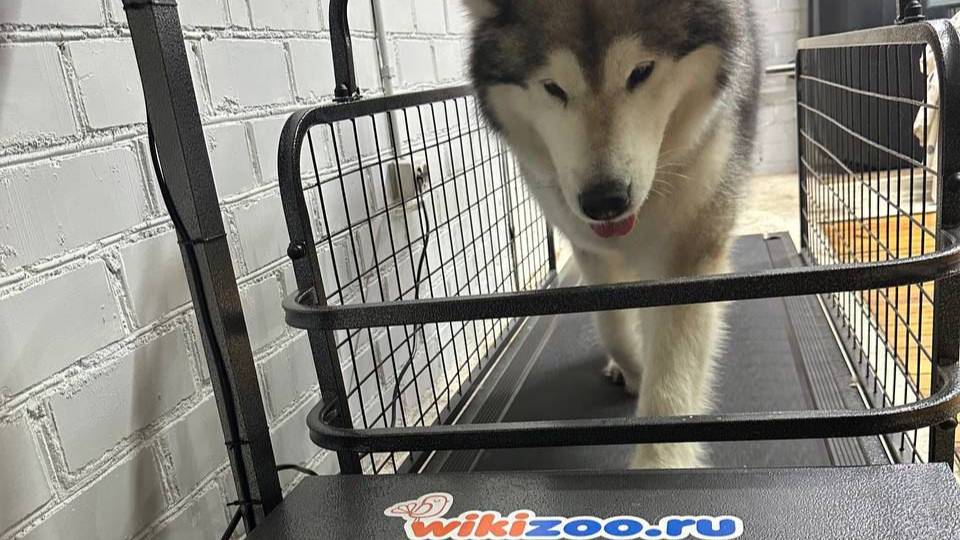 Отзыв положительный-всегда приятно!