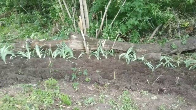 Новая клумба