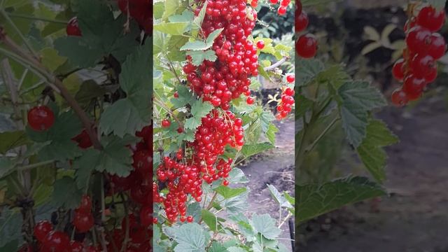 Красная смородина "Ненаглядная".