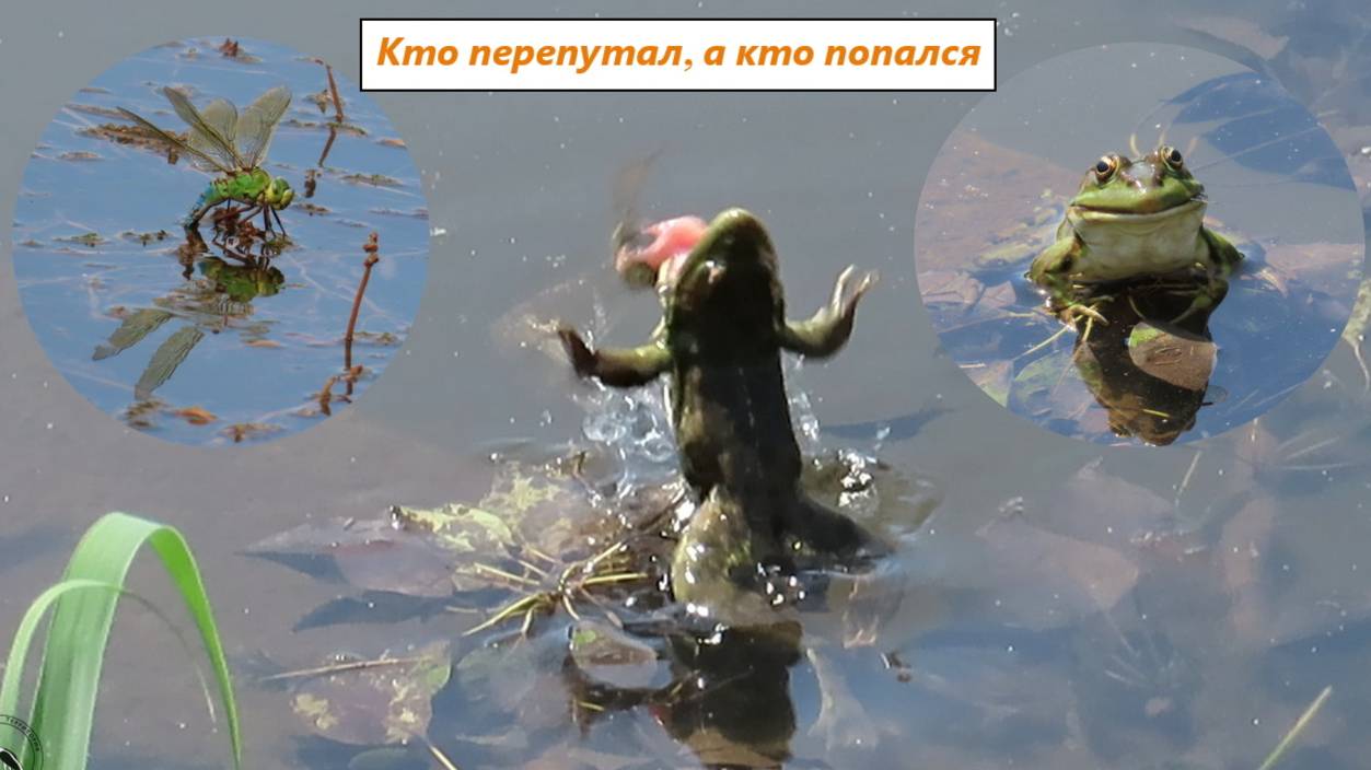Лягушка и стрекоза. Что бывает, если перепутать объект. Июнь