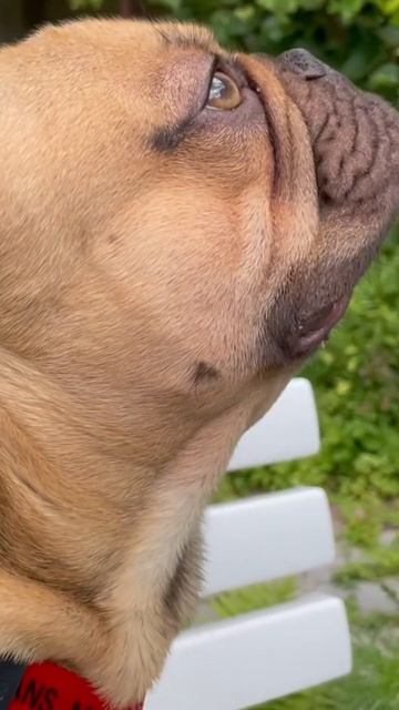 Once upon a time, there was a #dog who made a wish ❤️