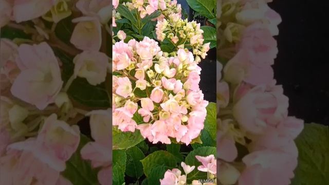 1000041357.mp4