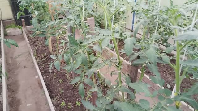 Наконец навела порядок в теплице и на огороде после дождей. Мой полив томатов — фитофтора.