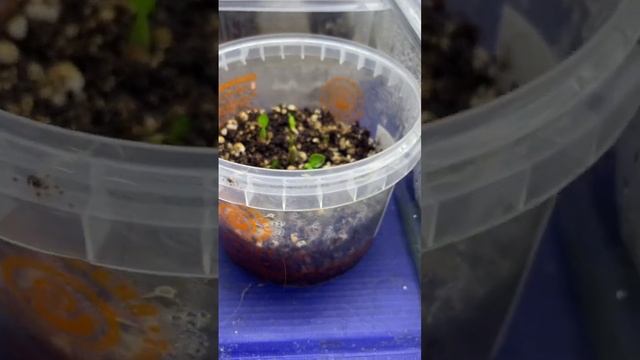 Сеянцы адениума через 6 дней после посадки. Эксперимент: фитильный полив против стандартного