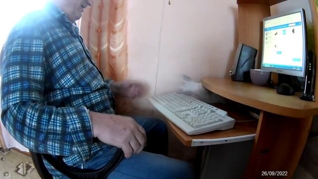 Котенок Буся