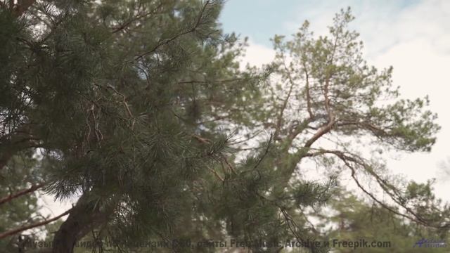 Природа и музыка здесь - сильнейший удар по эмоциям - Inside Outside -- Derek Clegg -- Faces (re-rel