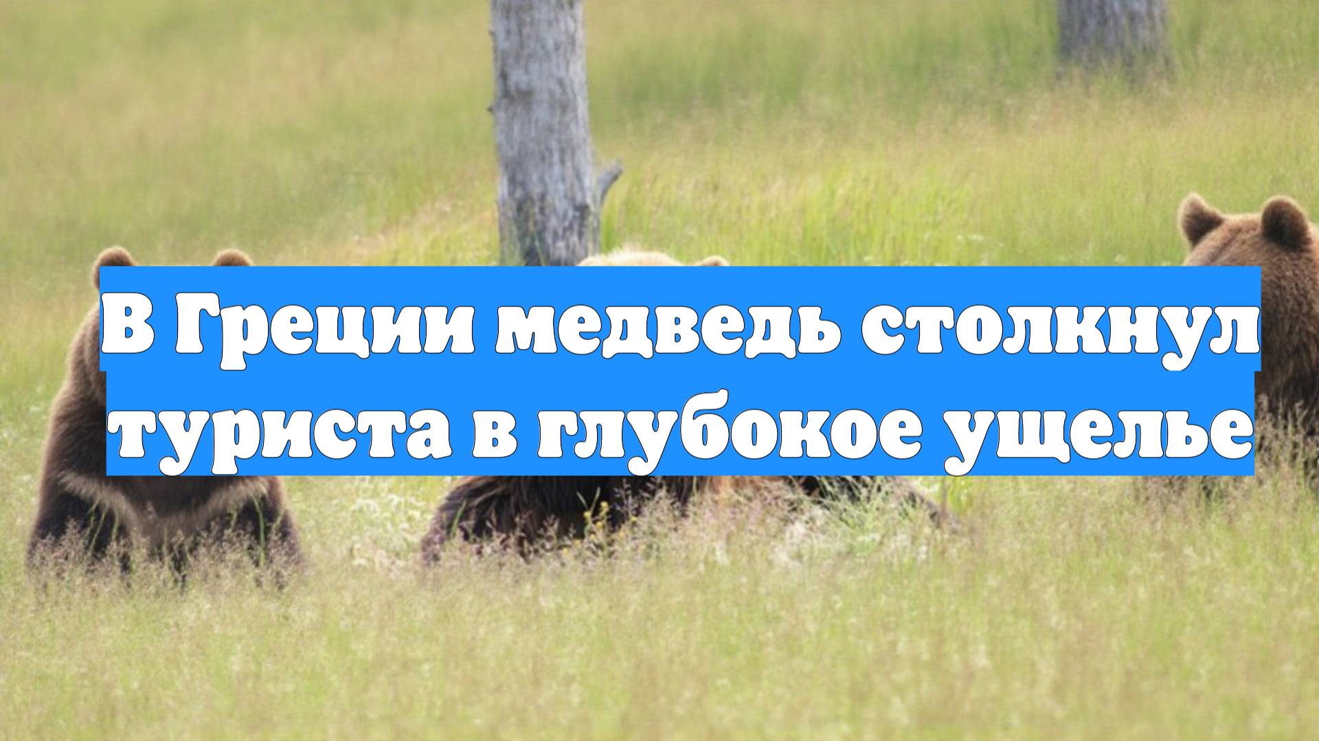 В Греции медведь столкнул туриста в глубокое ущелье