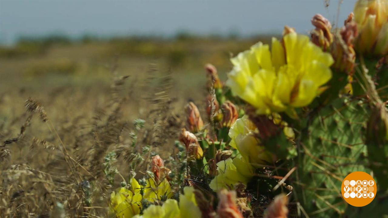 Кактусы цветут! Доброе утро. Фрагмент выпуска от 16.06.2025
