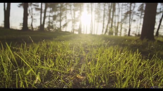 Видео, созданное тёмной материей - технологии за гранью понимания! - Lay In The Long Grass With Me -