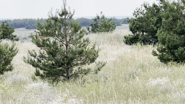 Косуля в парке Щербаковский