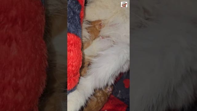 Пикселюша пришёл к Любимой на тихий час ⏰️😽❤️😽🍼🐈🐈🐈🐈🐈