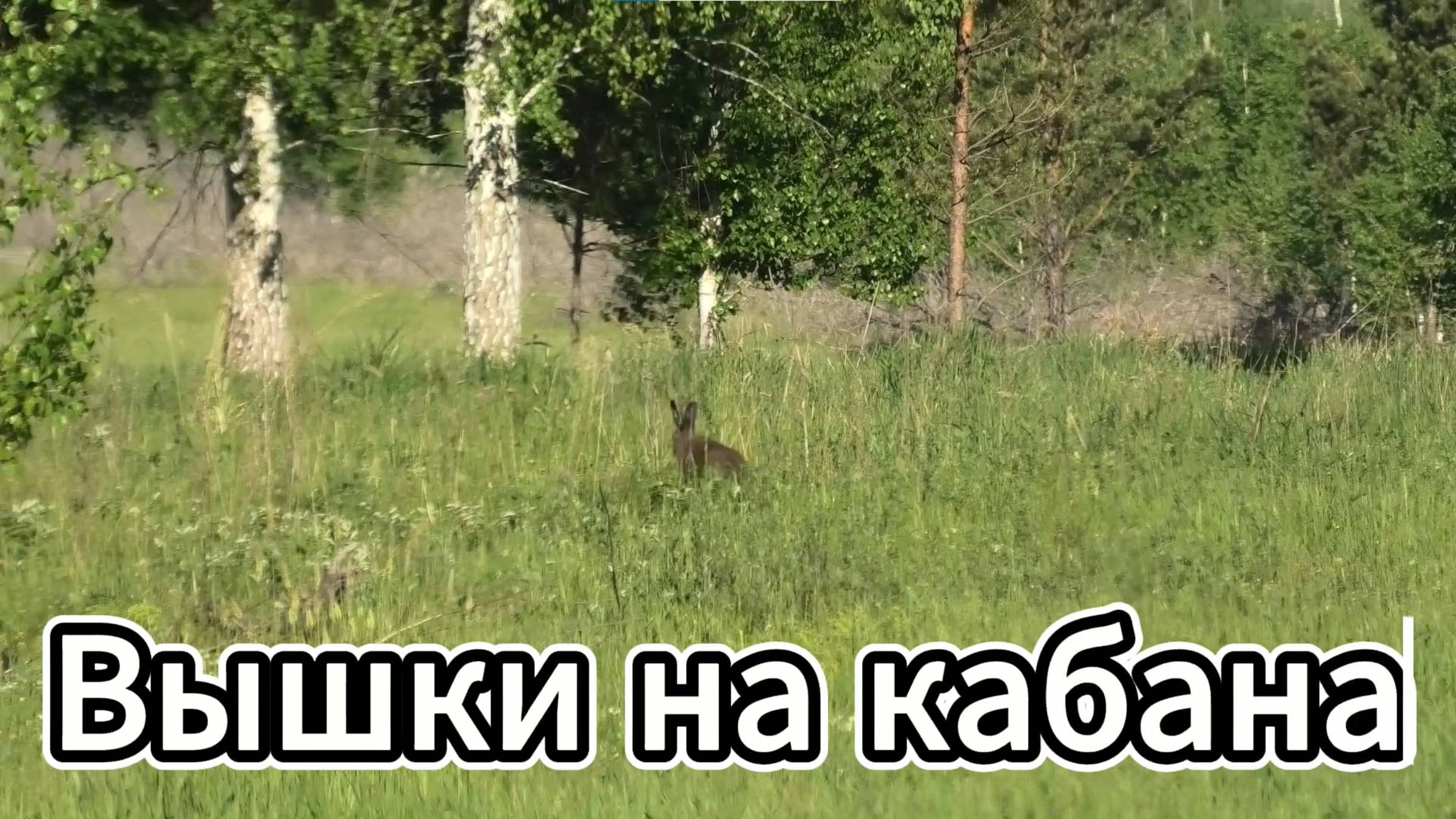 Вышки на кабана