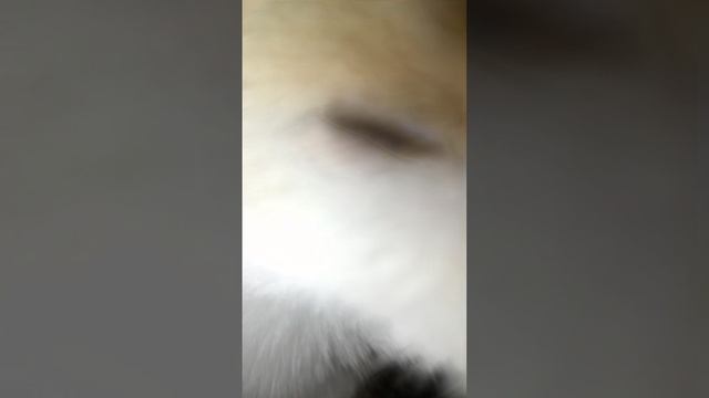Знакомство с моей третьей кошкой :З теперь точно Астро буду рисовать!