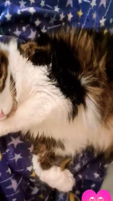 Кайфули... 🥰🥰🥰 
#shorts#самоемилоевидео#смешныекоты#котБонька#забавныеживотные