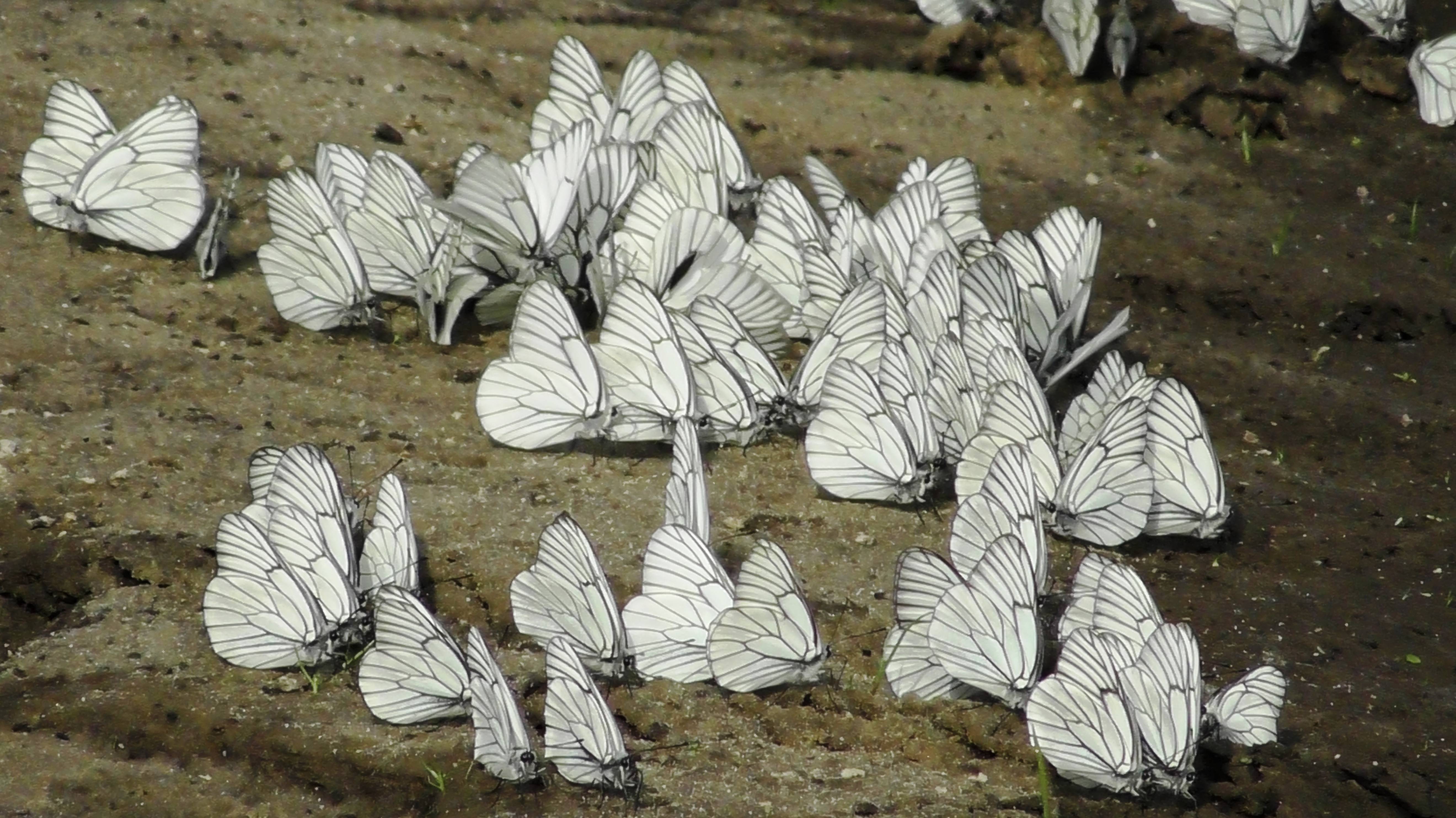 Бабочка. Боярышница ( Aporia crataegi )