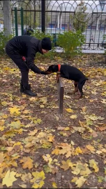 Тренировка щенка