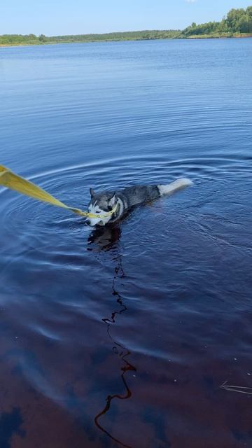 Ура, купаться 
#хаски #щенок #собака #домашниеживотные #БрюликиЛиска 
#dog