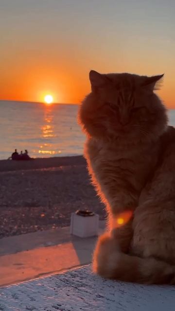 Размышления кота #отдых #размышления #тудагдеморе
