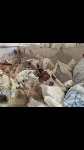 Братаны на отдыхе #чихуахуа