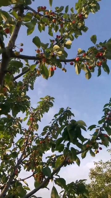 Не растёт или растёт черешня