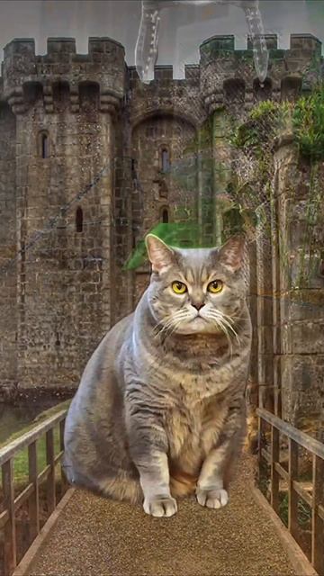 #котики #животные #животныеyappy