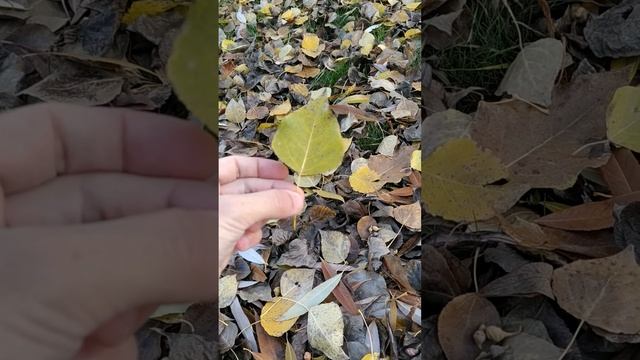 Зачем самки-воины тлей живут в листьях тополей и откуда берутся узелки на черешках их листьев?